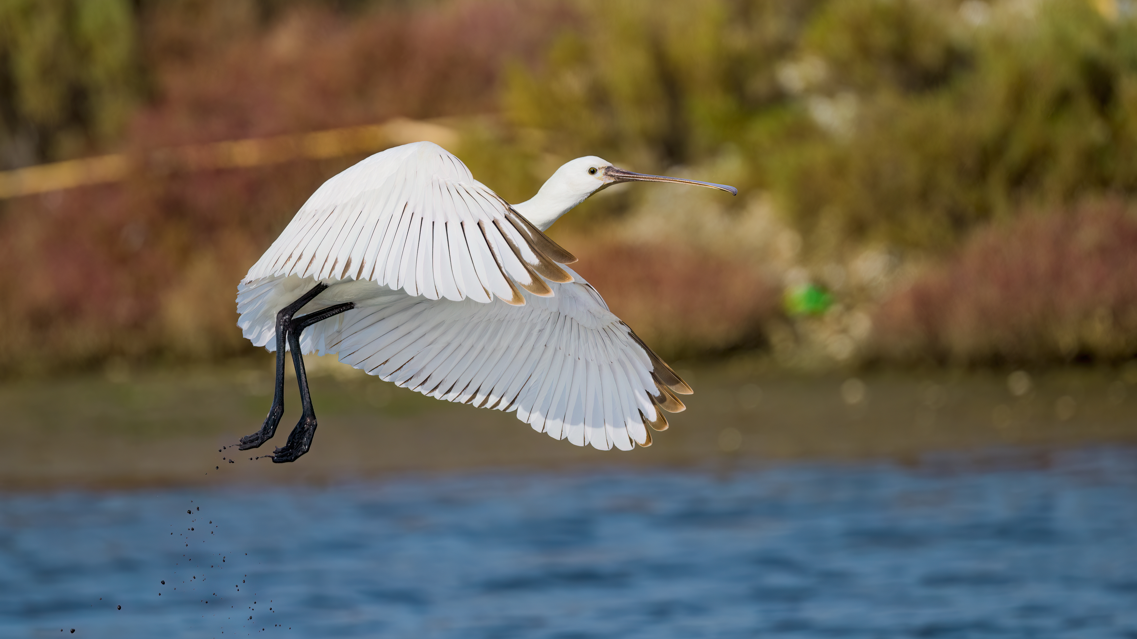 Eurasian Spoonbill